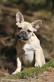 BOULEDOGUE FRANCAIS 551